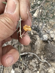 Acleisanthes angustifolia
