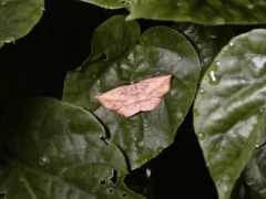 Eusarca concomitaria