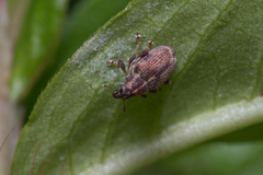Ceutorhynchini
