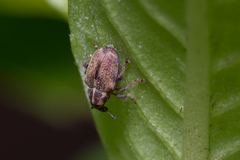 Ceutorhynchini