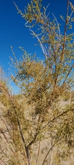 Tamarix chinensis