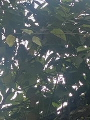 Patagioenas goodsoni