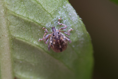Ceutorhynchini