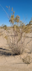 Tamarix chinensis
