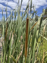 Typha orientalis