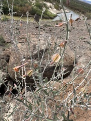 Acleisanthes angustifolia