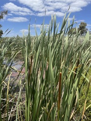 Typha orientalis