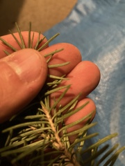 Abies lasiocarpa