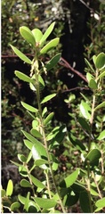 Arctostaphylos sensitiva