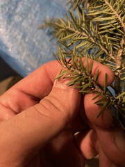 Abies lasiocarpa