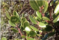 Arctostaphylos sensitiva
