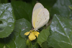 Eurema smilax