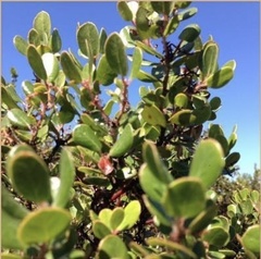 Arctostaphylos sensitiva