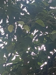 Patagioenas goodsoni