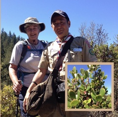 Arctostaphylos sensitiva