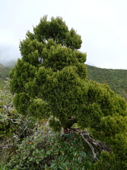 Libocedrus bidwillii