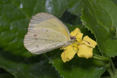 Eurema smilax