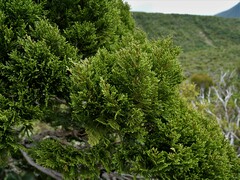 Libocedrus bidwillii