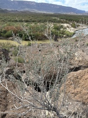 Acleisanthes angustifolia