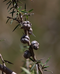 Leptospermum continentale