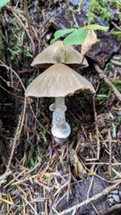Psathyrella longistriata