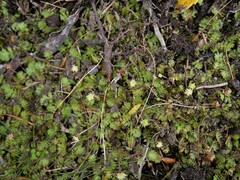 Leptinella squalida