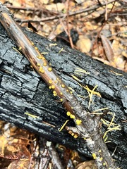 Dacrymyces capitatus