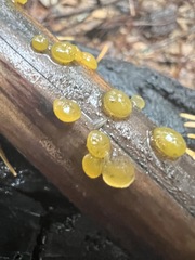 Dacrymyces capitatus