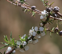 Leptospermum continentale