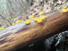 Dacrymyces capitatus
