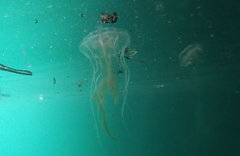 Chrysaora chesapeakei