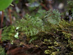 Hymenophyllum multifidum