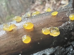 Dacrymyces capitatus