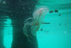 Chrysaora chesapeakei