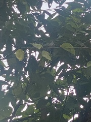 Patagioenas goodsoni