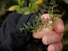 Hymenophyllum multifidum