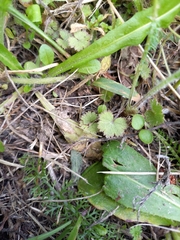 Hydrocotyle moschata