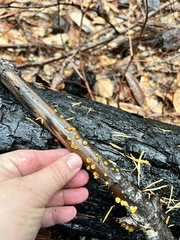 Dacrymyces capitatus