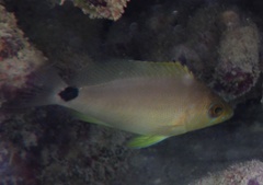 Hypoplectrus unicolor