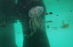 Chrysaora chesapeakei