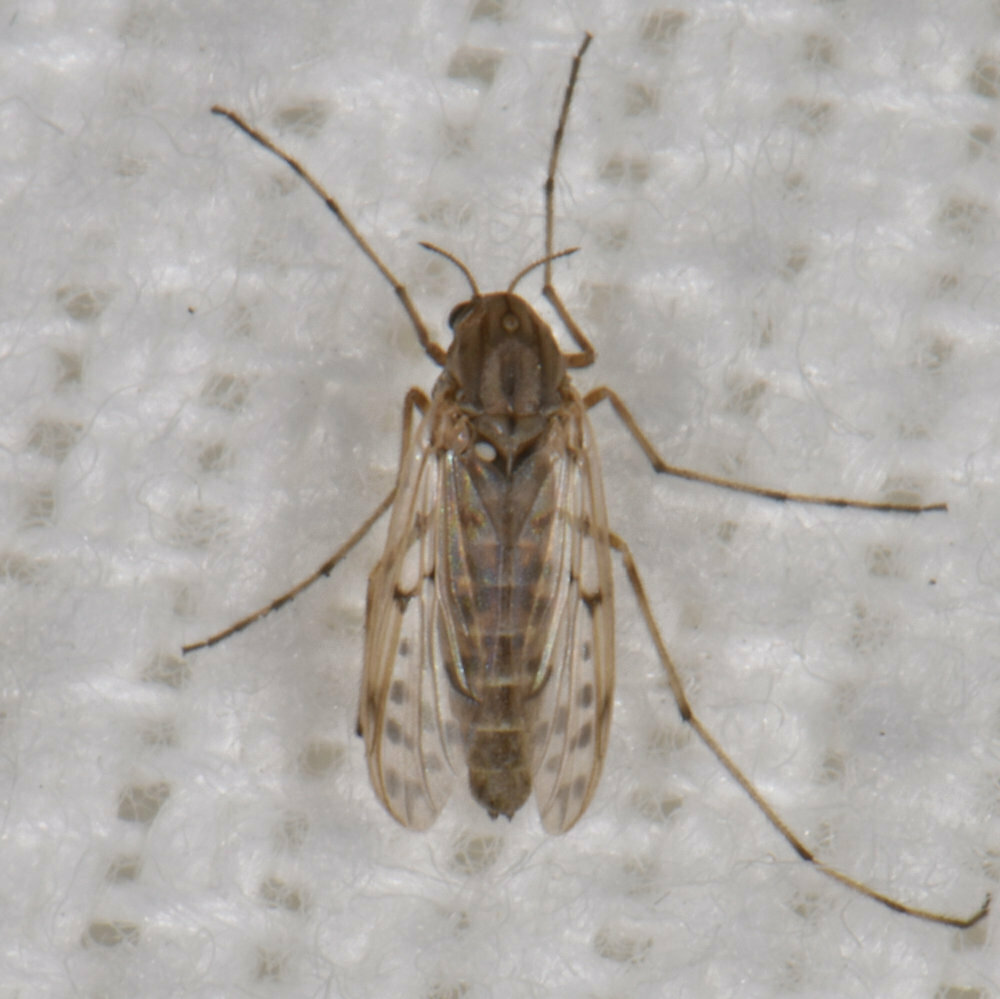 Tanypus neopunctipennis