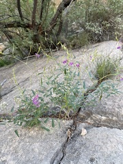 Cyphomeris gypsophiloides