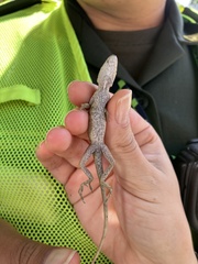 Anolis antonii