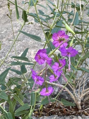 Cyphomeris gypsophiloides
