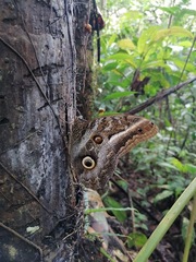 Caligo idomeneus