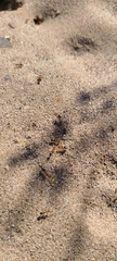 Endiodioctes
