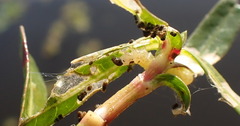 Herpetogramma bipunctalis