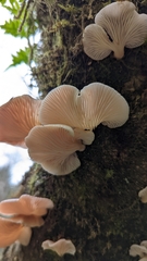 Scytinotus longinquus