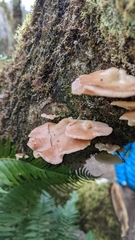 Scytinotus longinquus