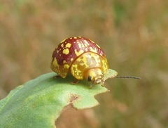 Paropsis maculata